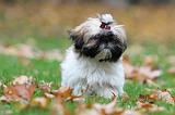 SHIH TZU 119